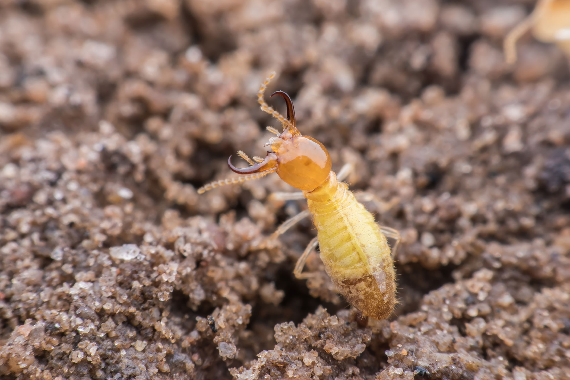 termite-control-banner-neu