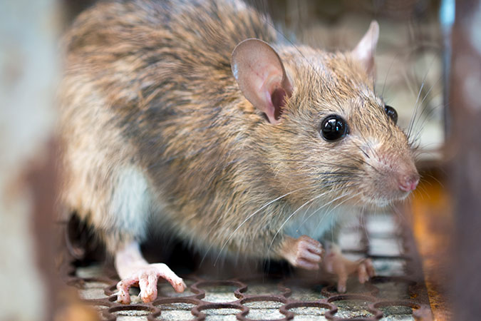 How to Know if You Have a Rodent Infestation - Central Coast Termite & Pest