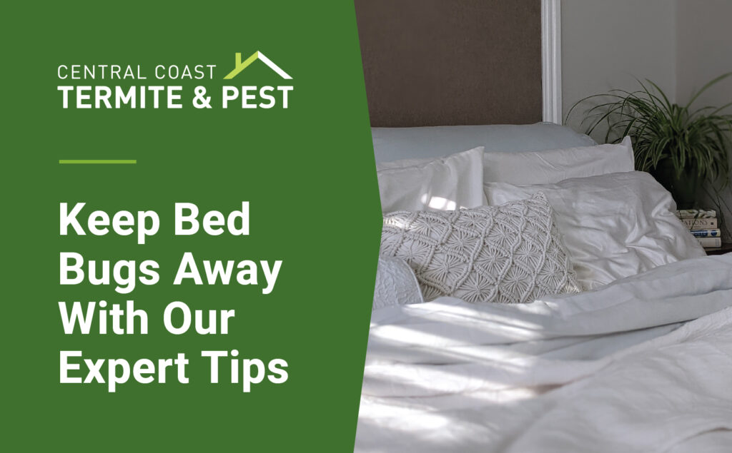 Keep Bed Bugs Away With Our Expert Tips Central Coast Termite & Pest