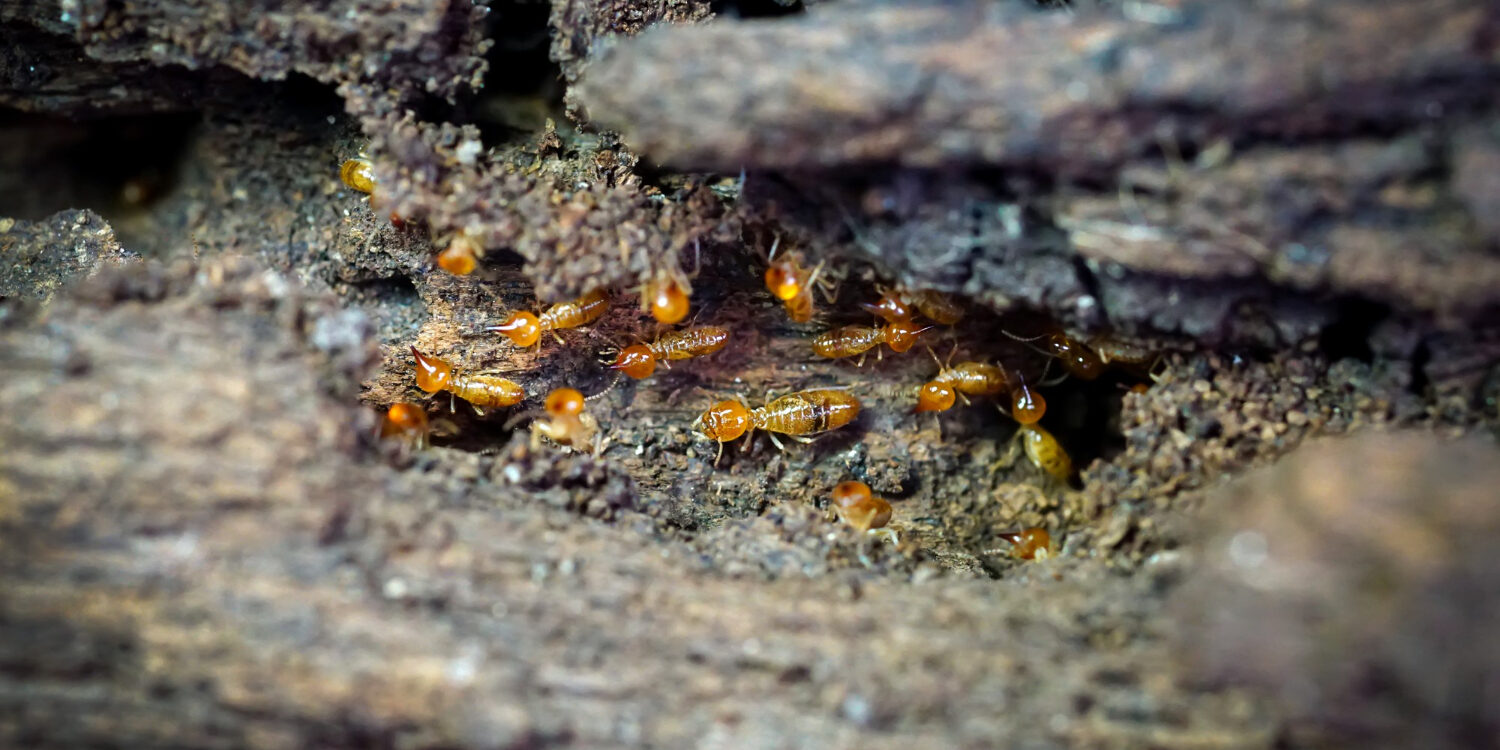 termite-workers-small-termites-termites-workers-repairing-tunnel-tree